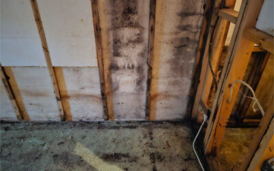 How Mold Can Impact Your Home’s Value (And What to Do About It)