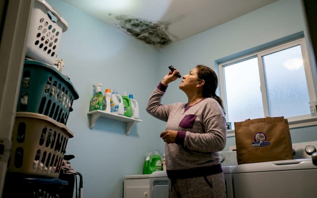 How to Identify Black Mold in Your Home: 2026 Guide
