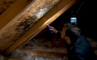 Attic Mold Removal Cost: How Chicagoland Homeowners Avoid $10,000 Bills